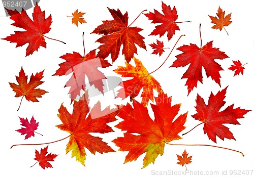 Image of Autumn leaves