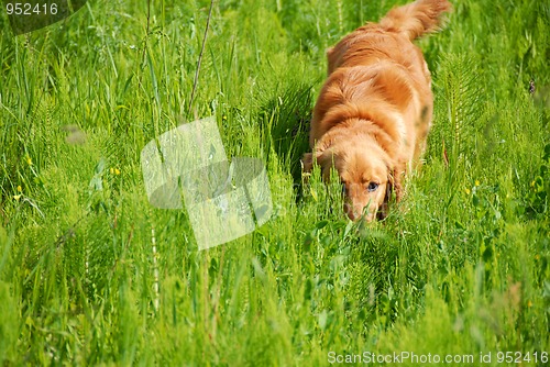 Image of Dog in grass