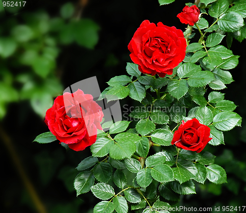 Image of Red roses