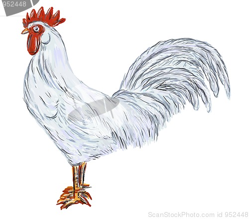 Image of cock