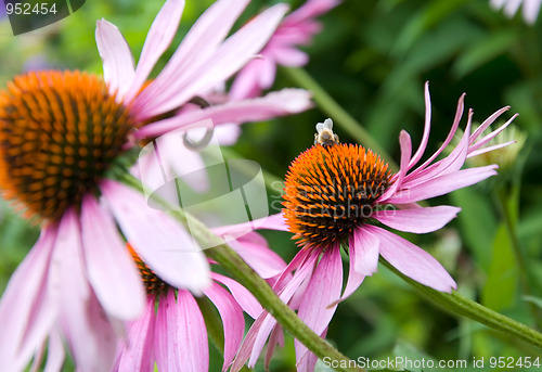 Image of purple cone flower