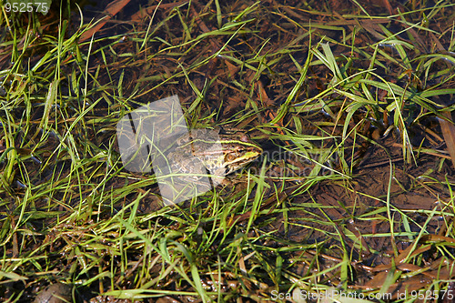 Image of Frog in river