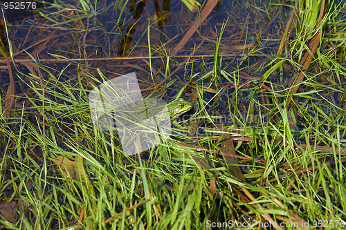 Image of Frog in river