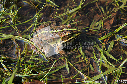 Image of Frog in river