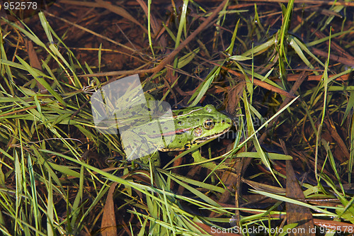 Image of Frog in river