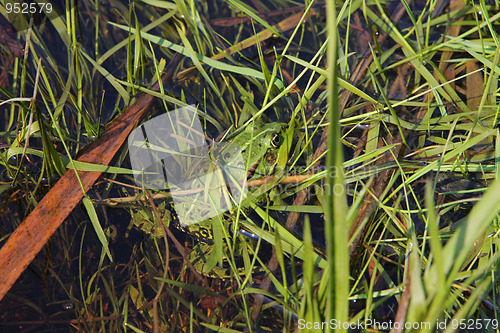 Image of Frog in river