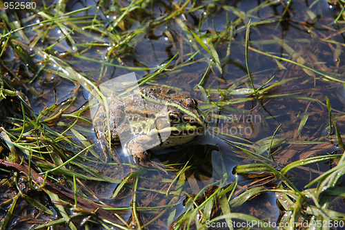 Image of Frog in river