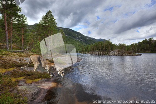 Image of Lioness