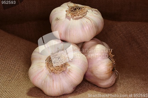 Image of Garlic