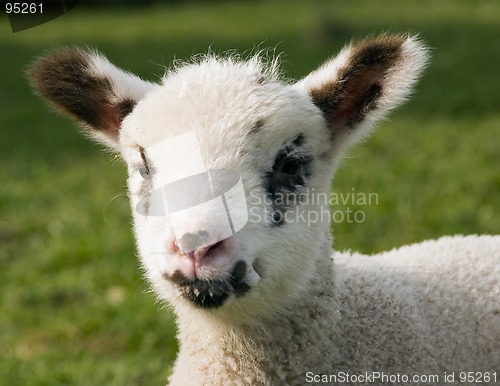 Image of Portrait of a Lamb