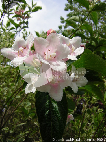 Image of Pretty Flower