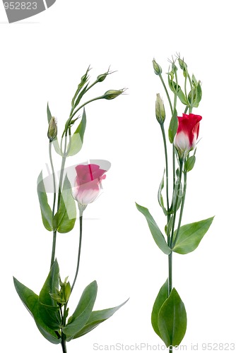 Image of Beautiful red flowers
