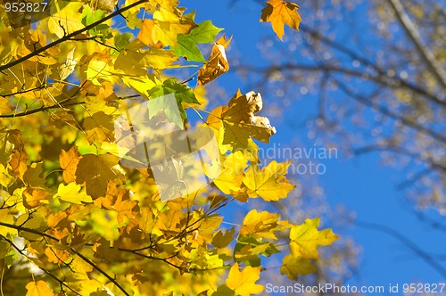 Image of Autumn maple leaves