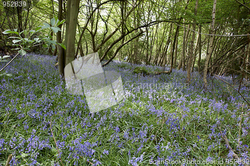 Image of Bluebells