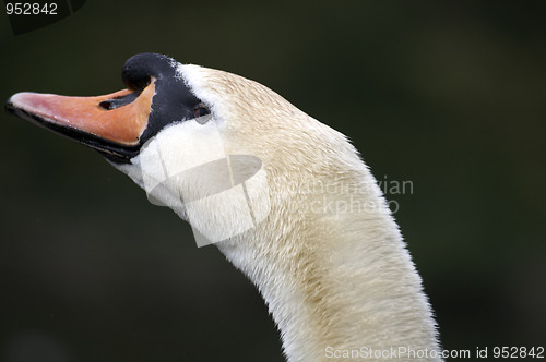 Image of Mute swan