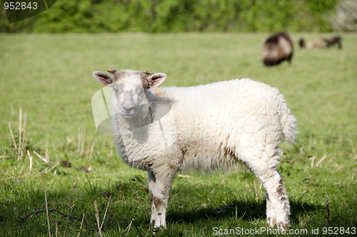 Image of Lamb