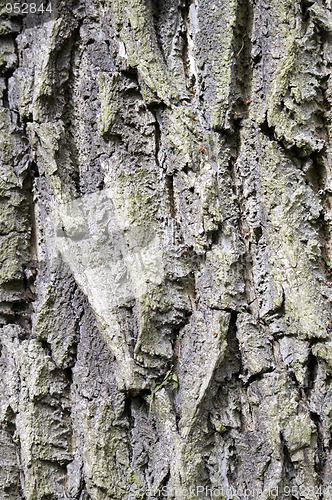 Image of Tree trunk