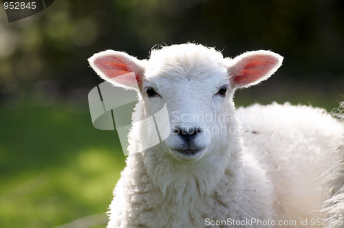 Image of Lamb