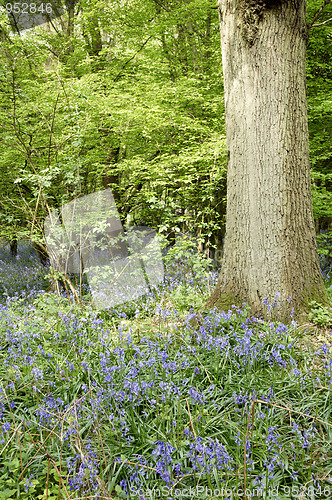 Image of Bluebells