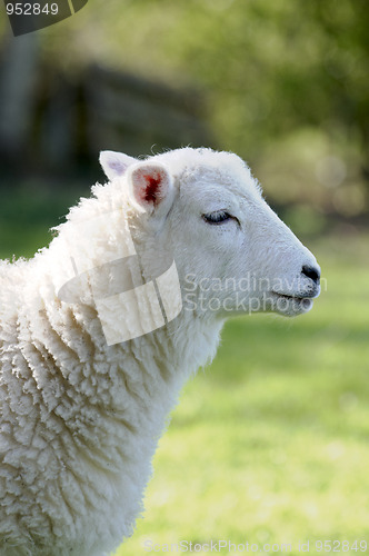 Image of Lamb