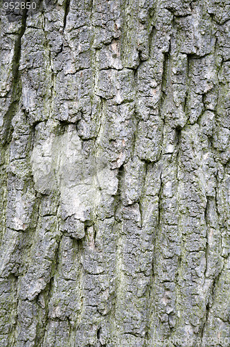 Image of Tree trunk