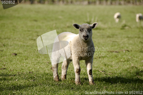 Image of Lamb