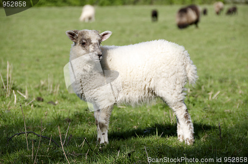 Image of Lamb