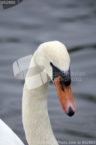 Image of Mute swan