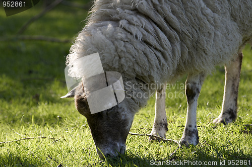 Image of Sheep