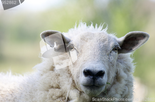 Image of Sheep