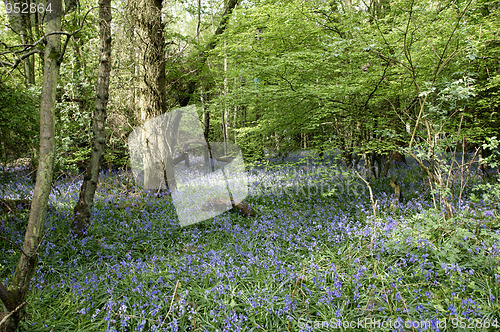 Image of Bluebells