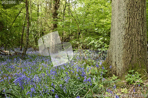 Image of Bluebells