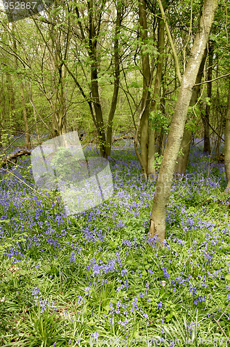 Image of Bluebells