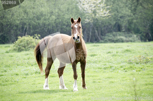 Image of Horse