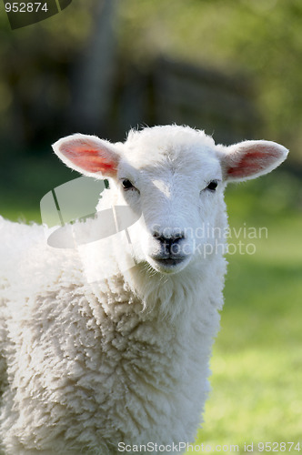 Image of Lamb