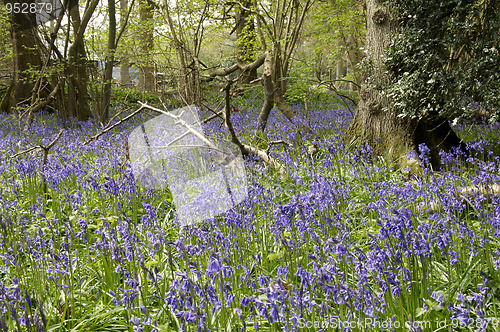 Image of Bluebells