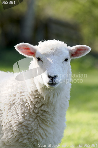 Image of Lamb