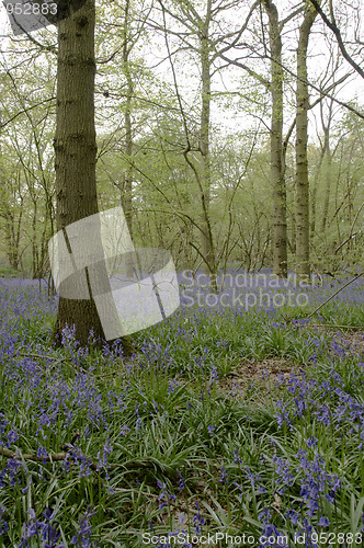 Image of Bluebells