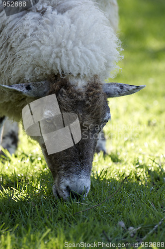 Image of Sheep