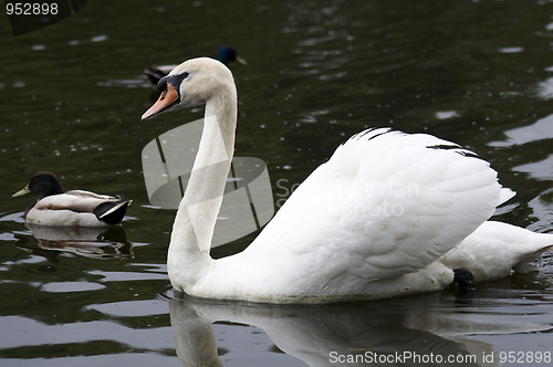 Image of Mute swan