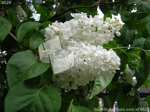 Image of White Lilac