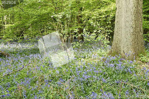 Image of Bluebells