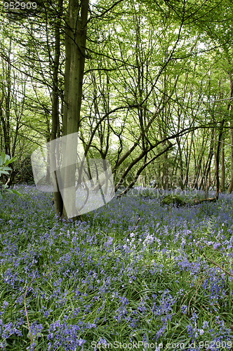 Image of Bluebells