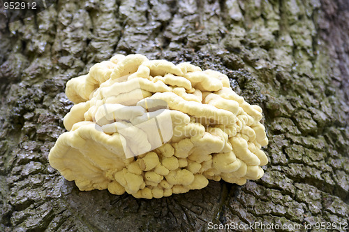Image of Fungus