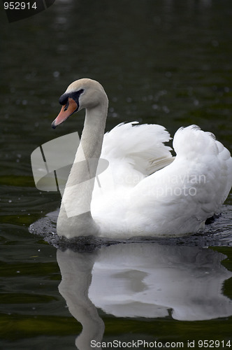 Image of Mute swan