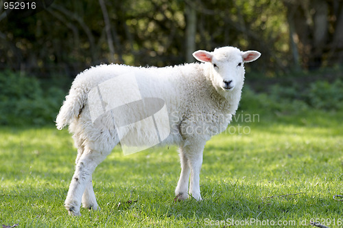 Image of Lamb