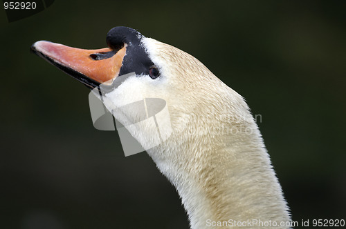 Image of Mute swan