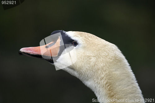 Image of Mute swan