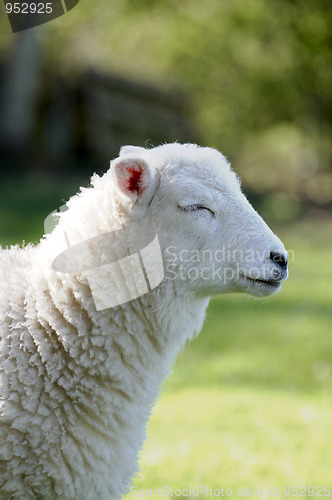 Image of Lamb