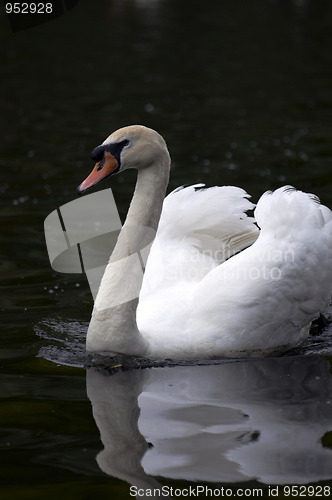 Image of Mute swan